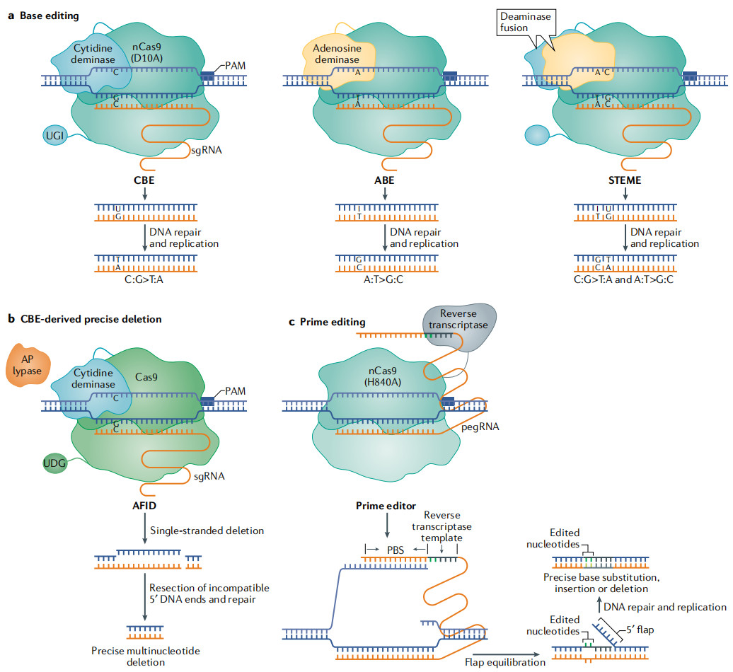 a. Base editing technologies in plants. b. The APOBEC–Cas9 fusion-induced deletion system (AFID). c. Prime editing technology.